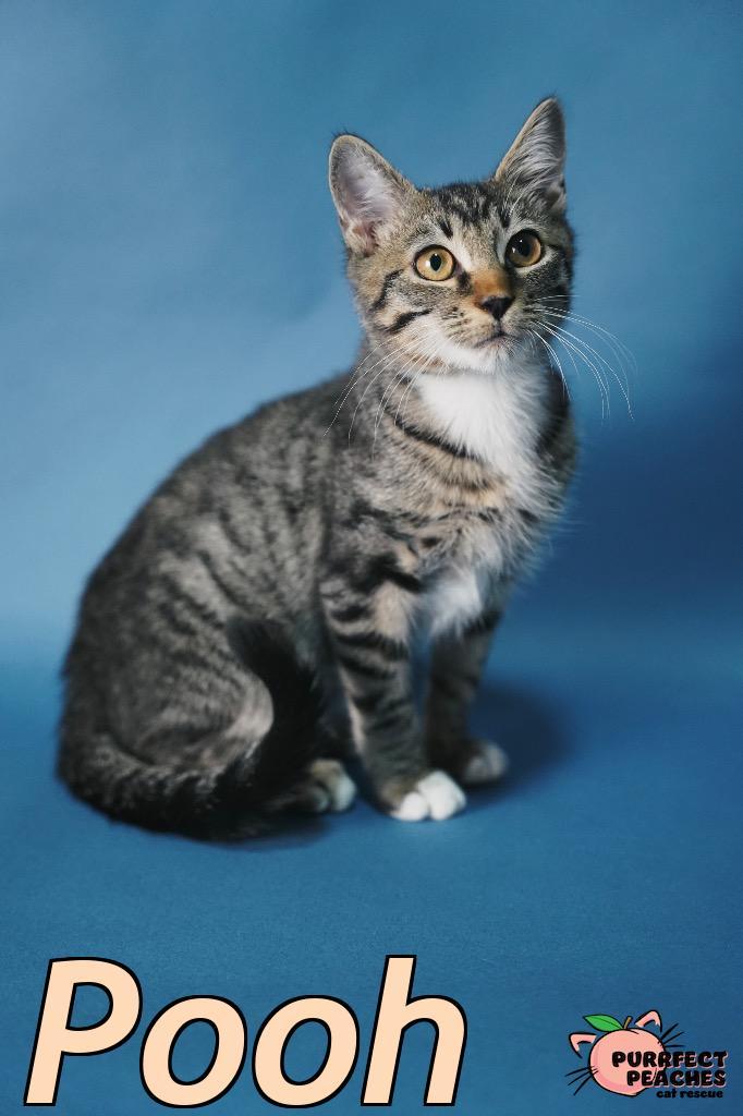 Enlarge Pooh, a Adoptable mixed breed in Douglasville, GA image 2/2