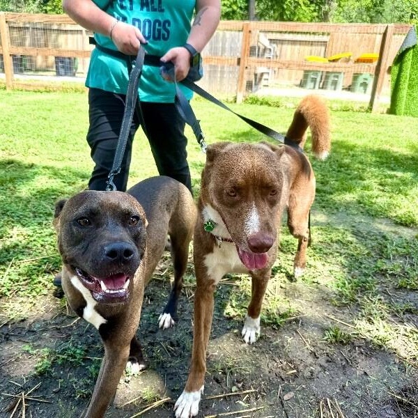 Silly Samson Splashes in the Day and cuddles at night! I — thumbnail 2