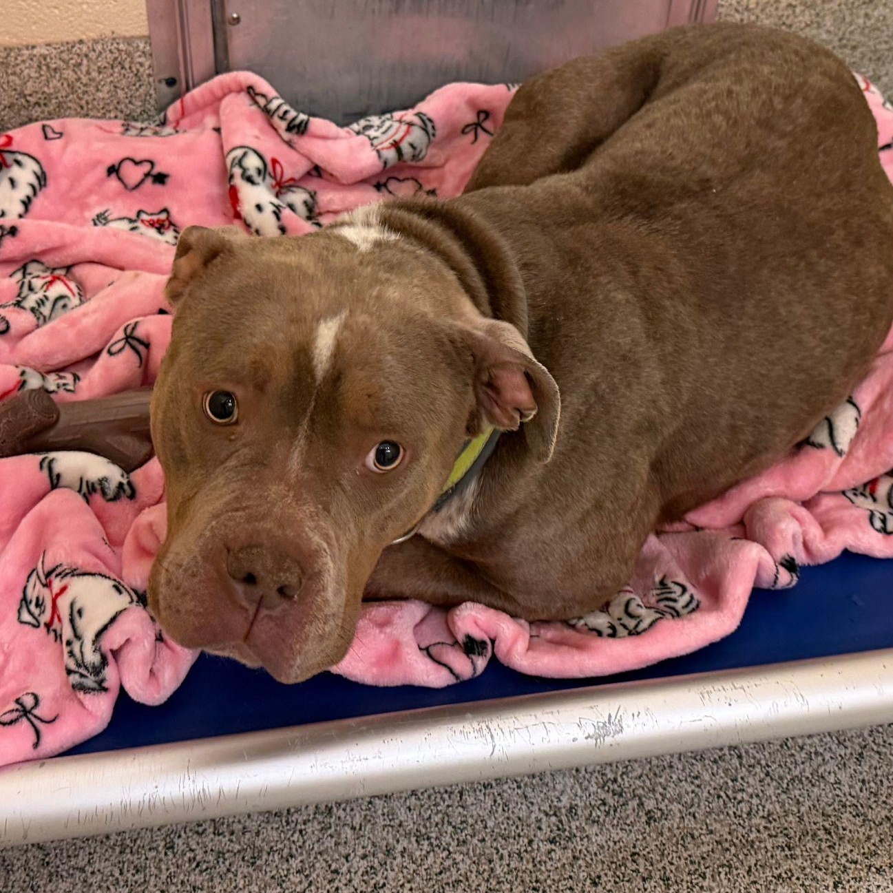 Linda, ADOPTABLE, Adult Female American Bulldog.