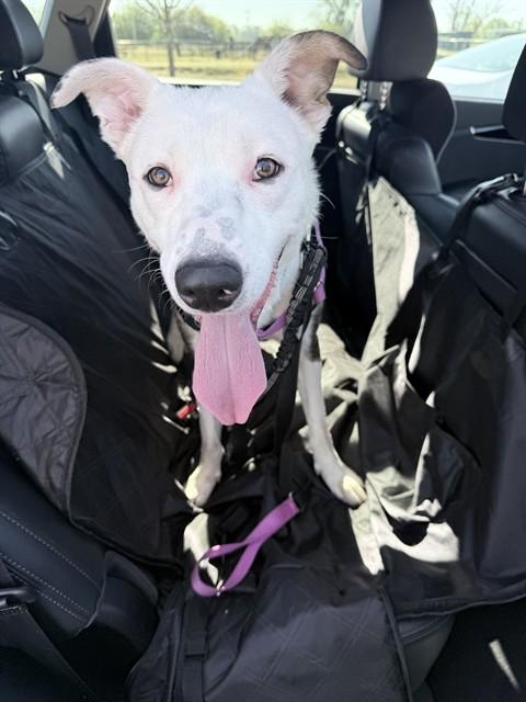 Enlarge SMILEY, a Adoptable mixed breed in Sacramento, CA image 1/1