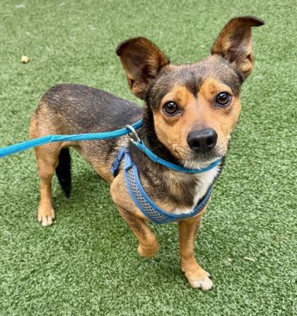Marlo, Adoptable, Adult Male Dachshund & Chihuahua.