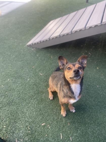 Enlarge Marlo, a Adoptable mixed breed in Lewisville, TX image 2/2