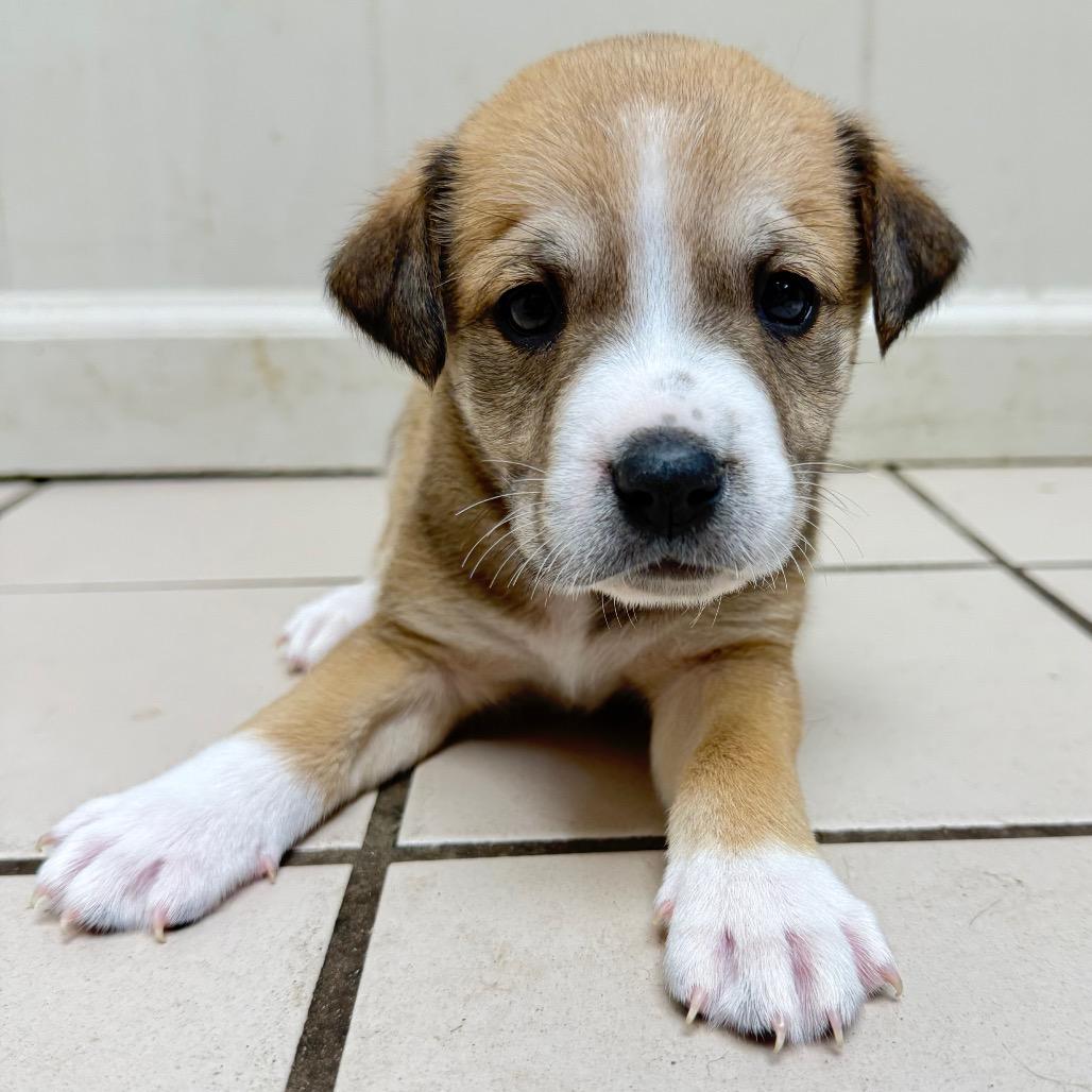 Bear — thumbnail 2