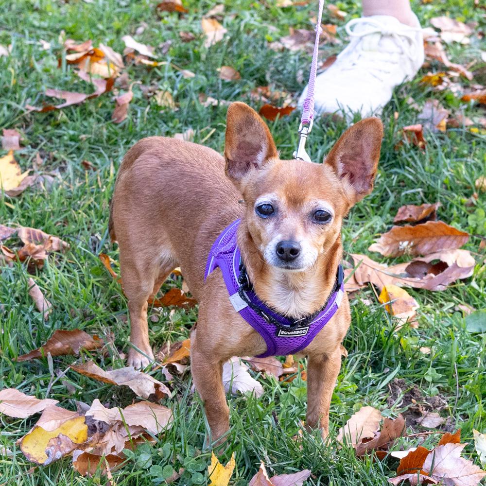 Elsie (Female), a Adoptable Chihuahua in West Grove, PA image 3/6