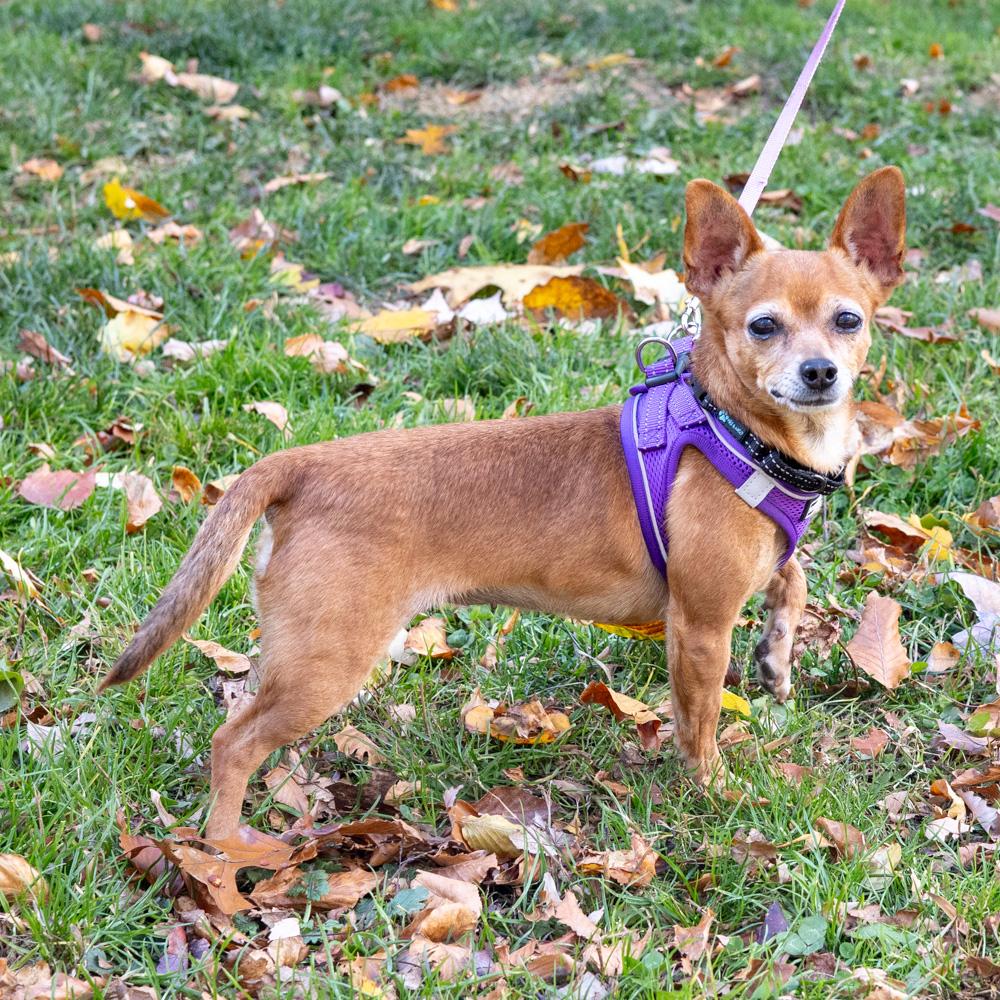 Elsie (Female), a Adoptable Chihuahua in West Grove, PA image 5/6