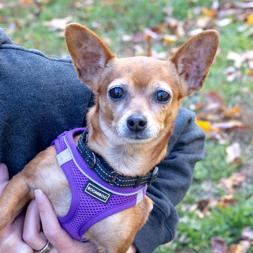 Elsie (Female), a Adoptable Chihuahua in West Grove, PA image 6/6