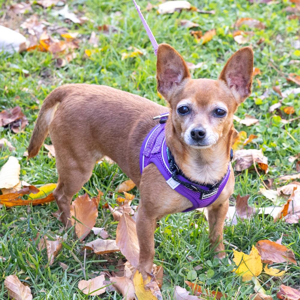 Elsie (Female), a Adoptable Chihuahua in West Grove, PA image 1/6