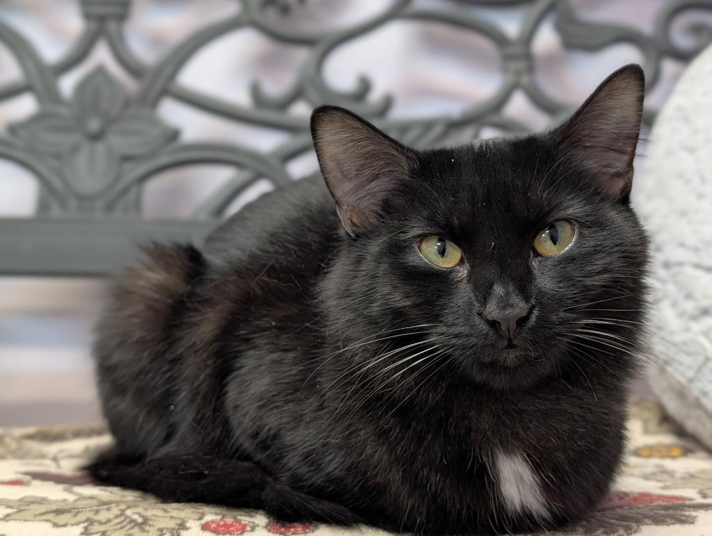 Enlarge Medusa, a Adoptable mixed breed in Peru, NY image 1/1