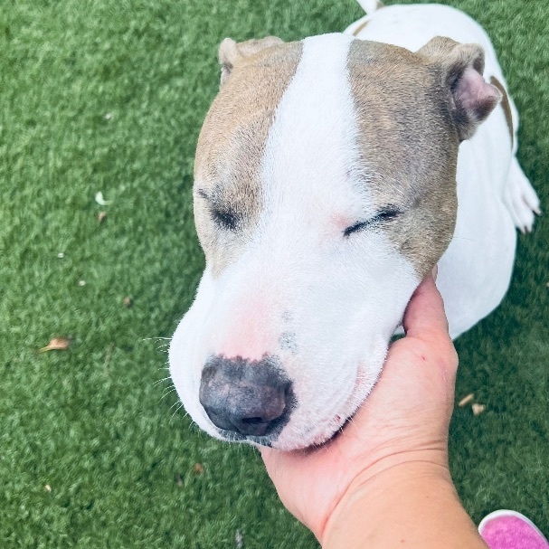 Enlarge Loki! Sweetest companion!, a Adoptable mixed breed in Milford , NH image 3/5