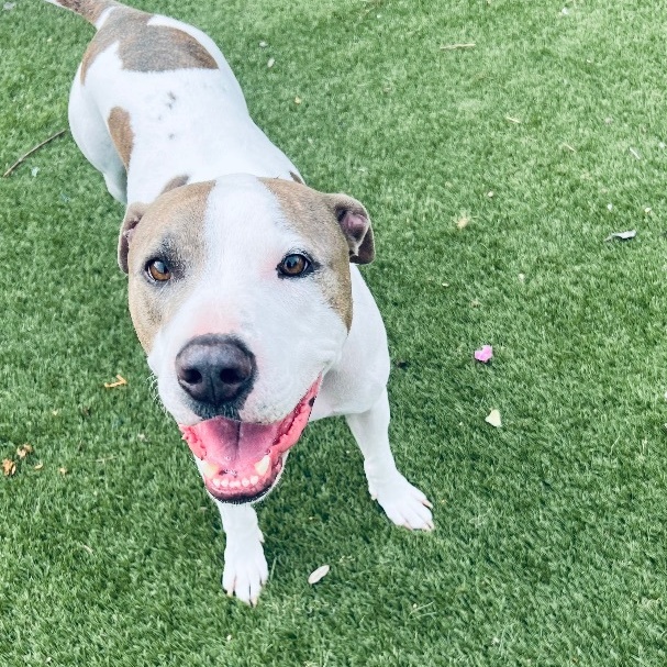 Enlarge Loki! Sweetest companion!, a Adoptable mixed breed in Milford , NH image 5/5