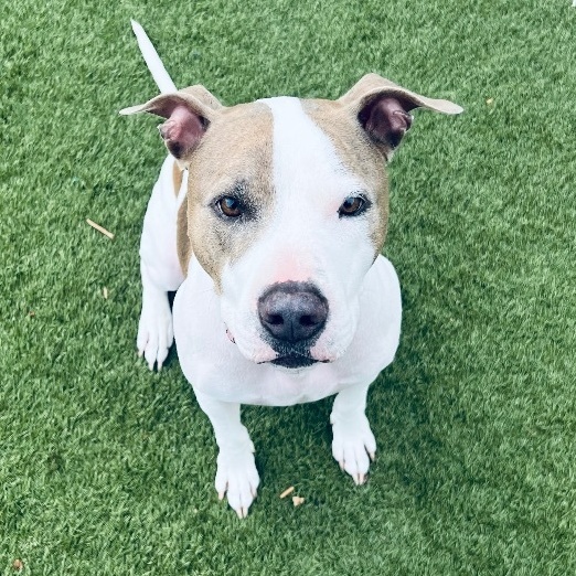 Enlarge Loki! Sweetest companion!, a Adoptable mixed breed in Milford , NH image 2/5