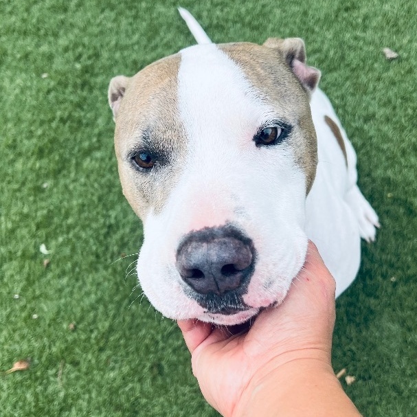 Enlarge Loki! Sweetest companion!, a Adoptable mixed breed in Milford , NH image 4/5