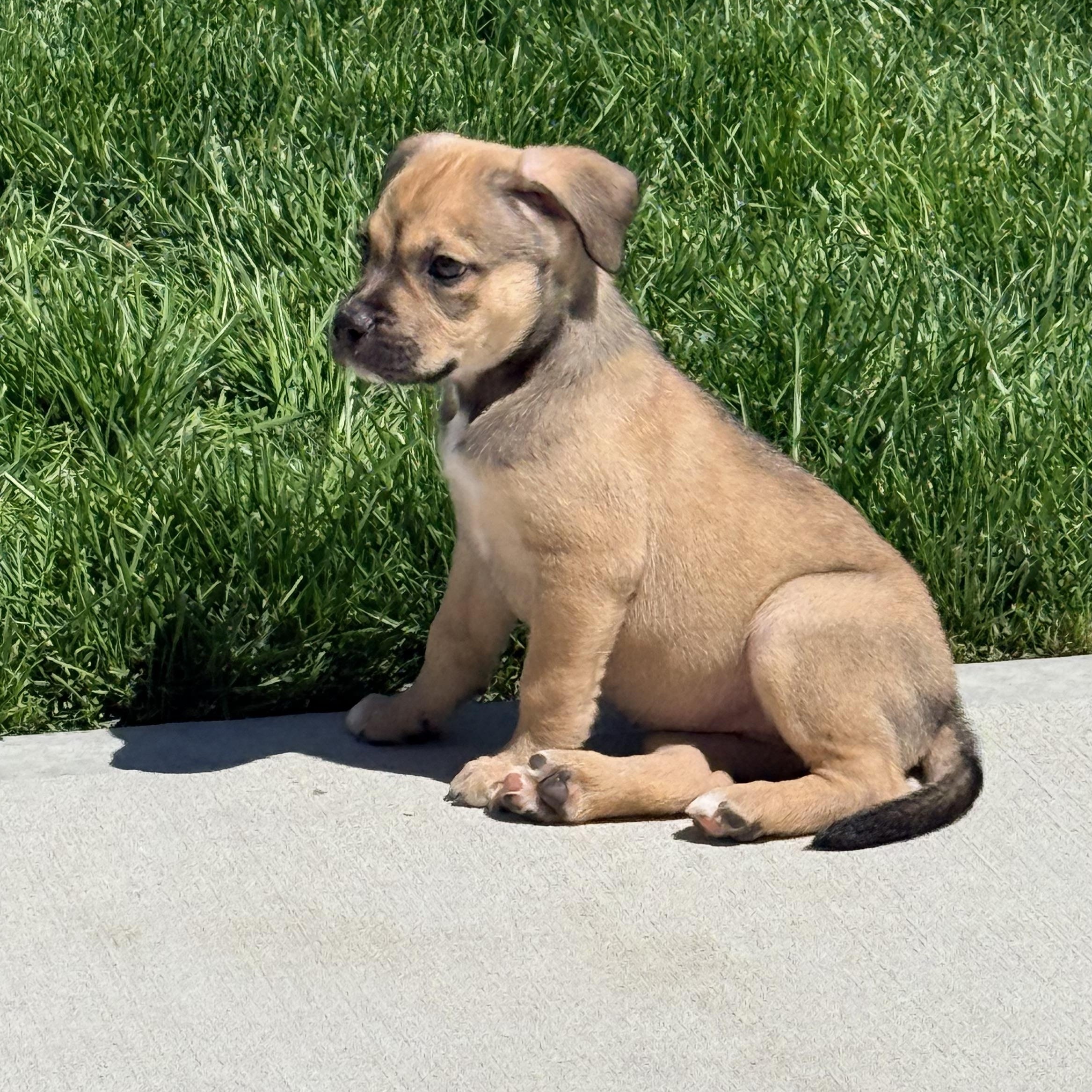 Enlarge Celery, a ADOPTABLE mixed breed in Copiague, NY image 4/5