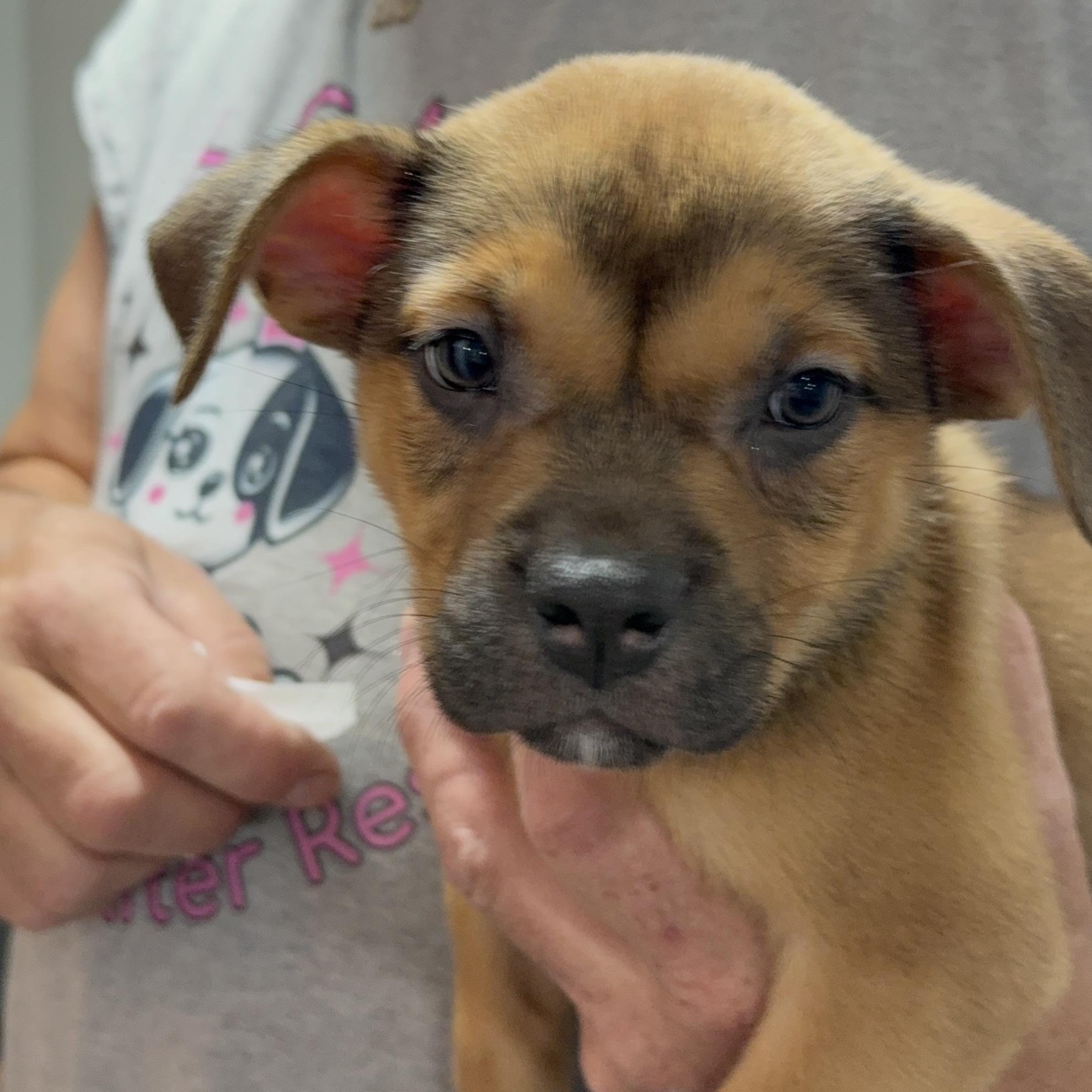 Enlarge Celery, a ADOPTABLE mixed breed in Copiague, NY image 3/5
