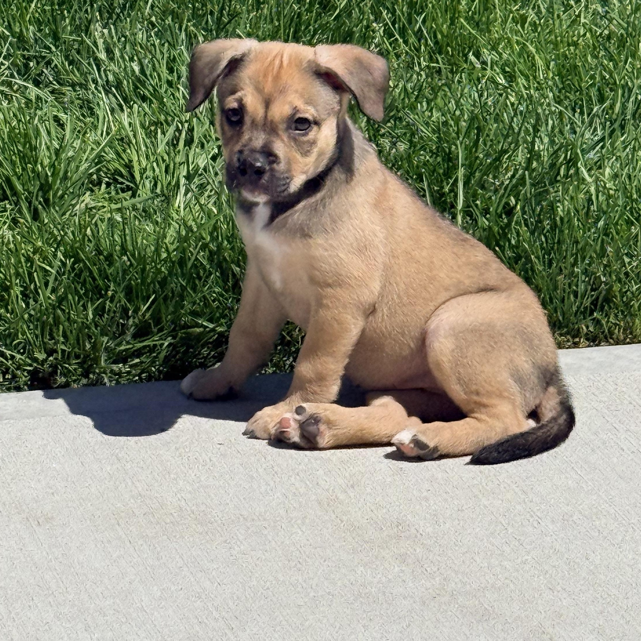 Enlarge Celery, a ADOPTABLE mixed breed in Copiague, NY image 5/5