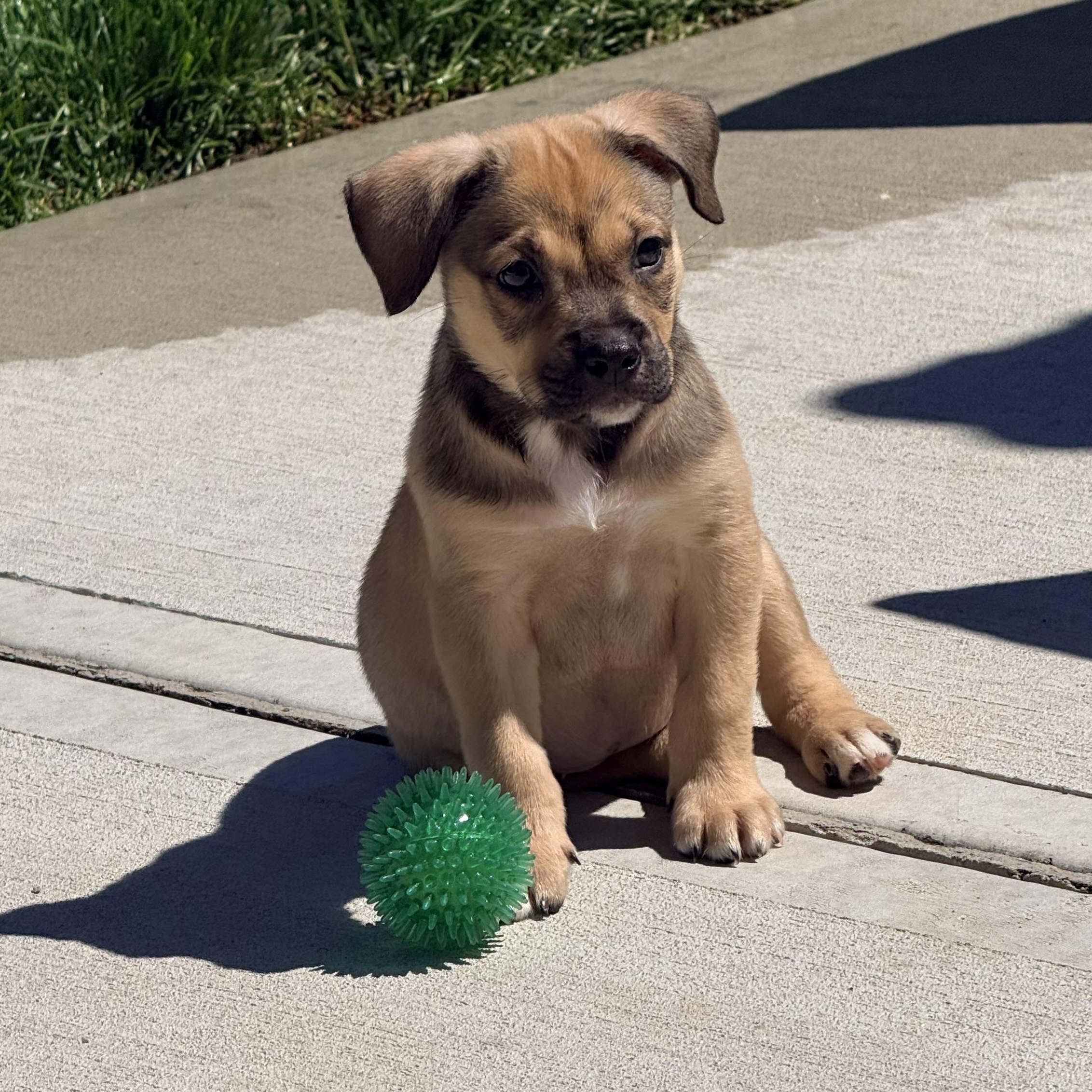 Celery, ADOPTABLE, Puppy Female Terrier & Pug.