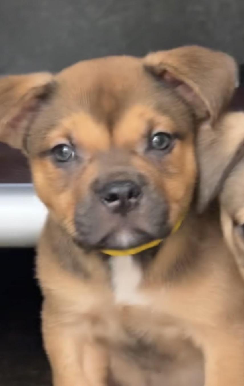Enlarge Celery, a ADOPTABLE mixed breed in Copiague, NY image 2/5