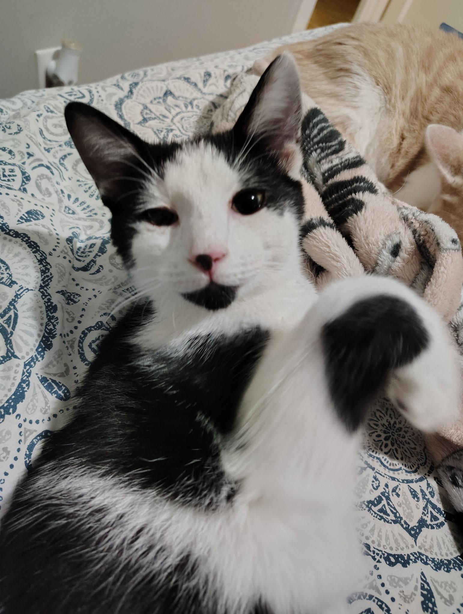 Lorenzo, Adoptable, Young Male Domestic Short Hair.