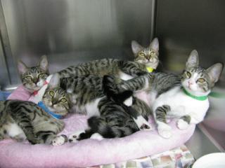 Enlarge Isis, a Adopted mixed breed in Fort Lauderdale, FL image 1/2