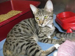 Enlarge Isis, a Adopted mixed breed in Fort Lauderdale, FL image 2/2