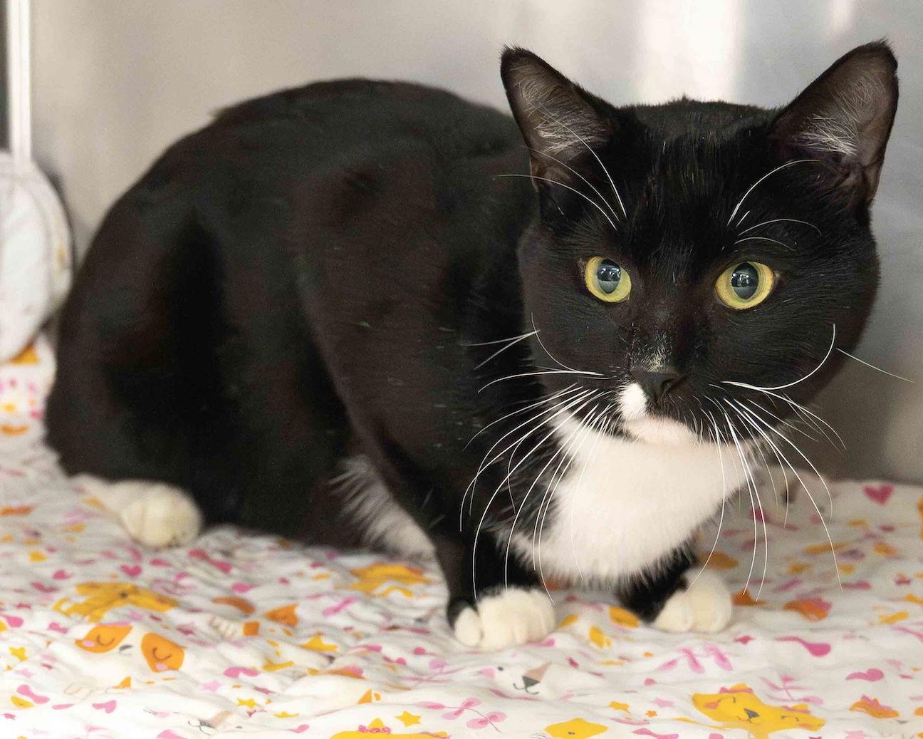 Enlarge Ragnar, a Adoptable Domestic Short Hair in Wilmington, NC image 1/2