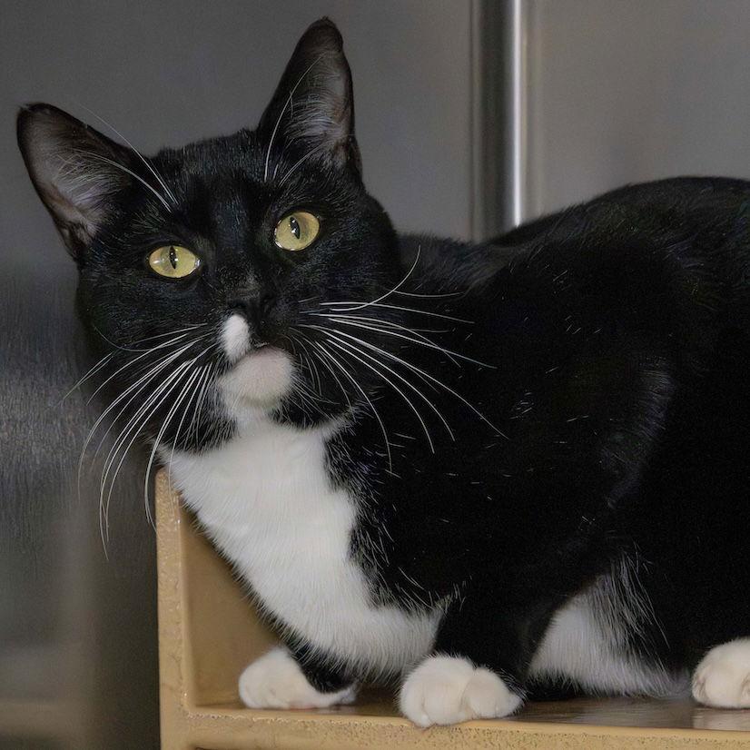 Enlarge Ragnar, a Adoptable Domestic Short Hair in Wilmington, NC image 2/2