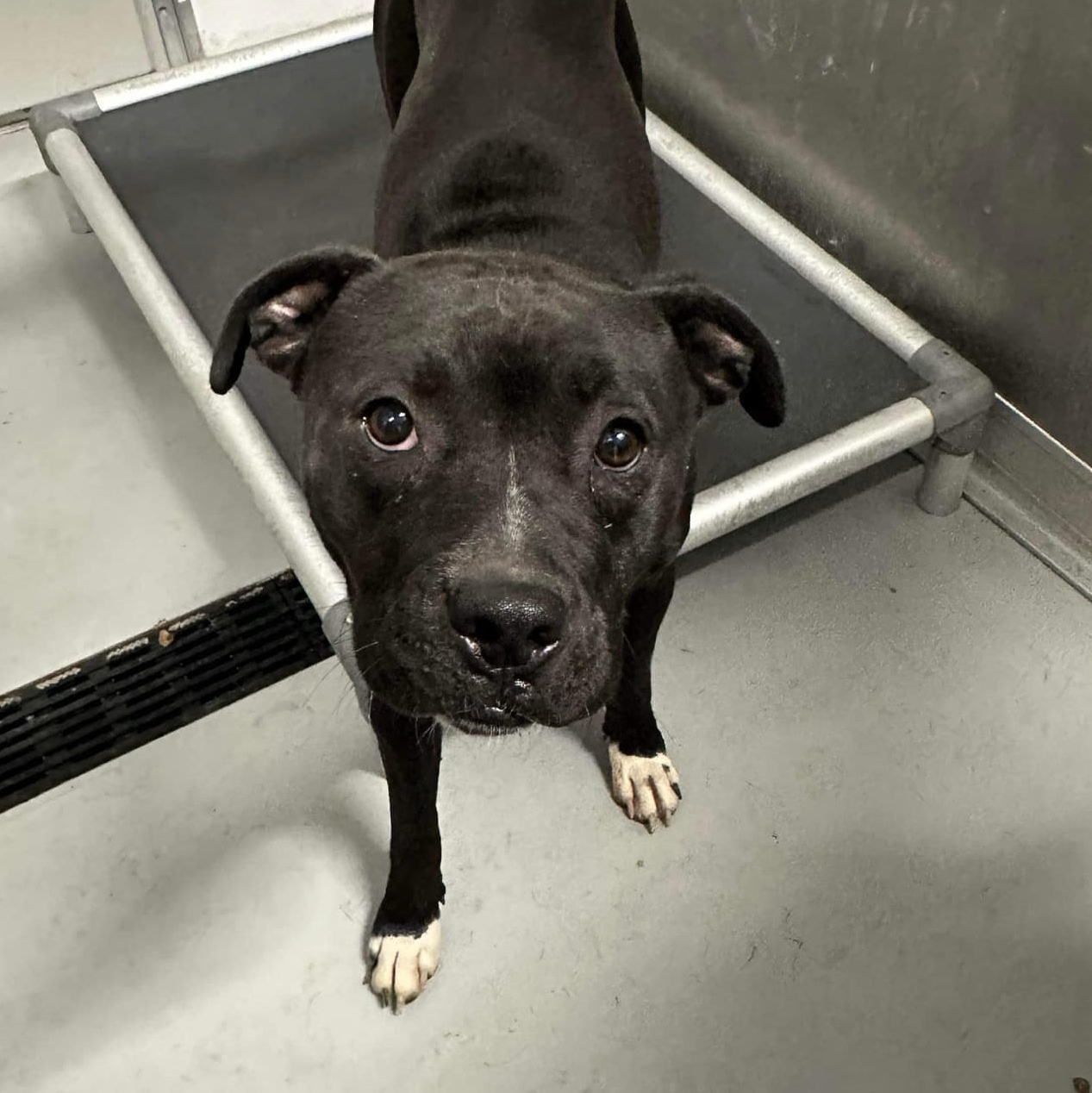 Dog for adoption Uno, a Terrier in Zanesville, OH Petfinder