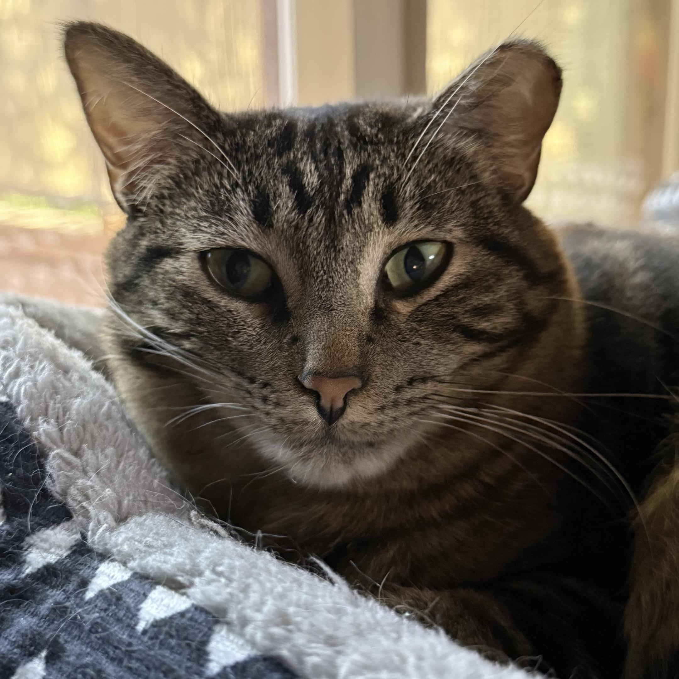 Jem [and Filbert], Adoptable, Adult Female Domestic Short Hair.