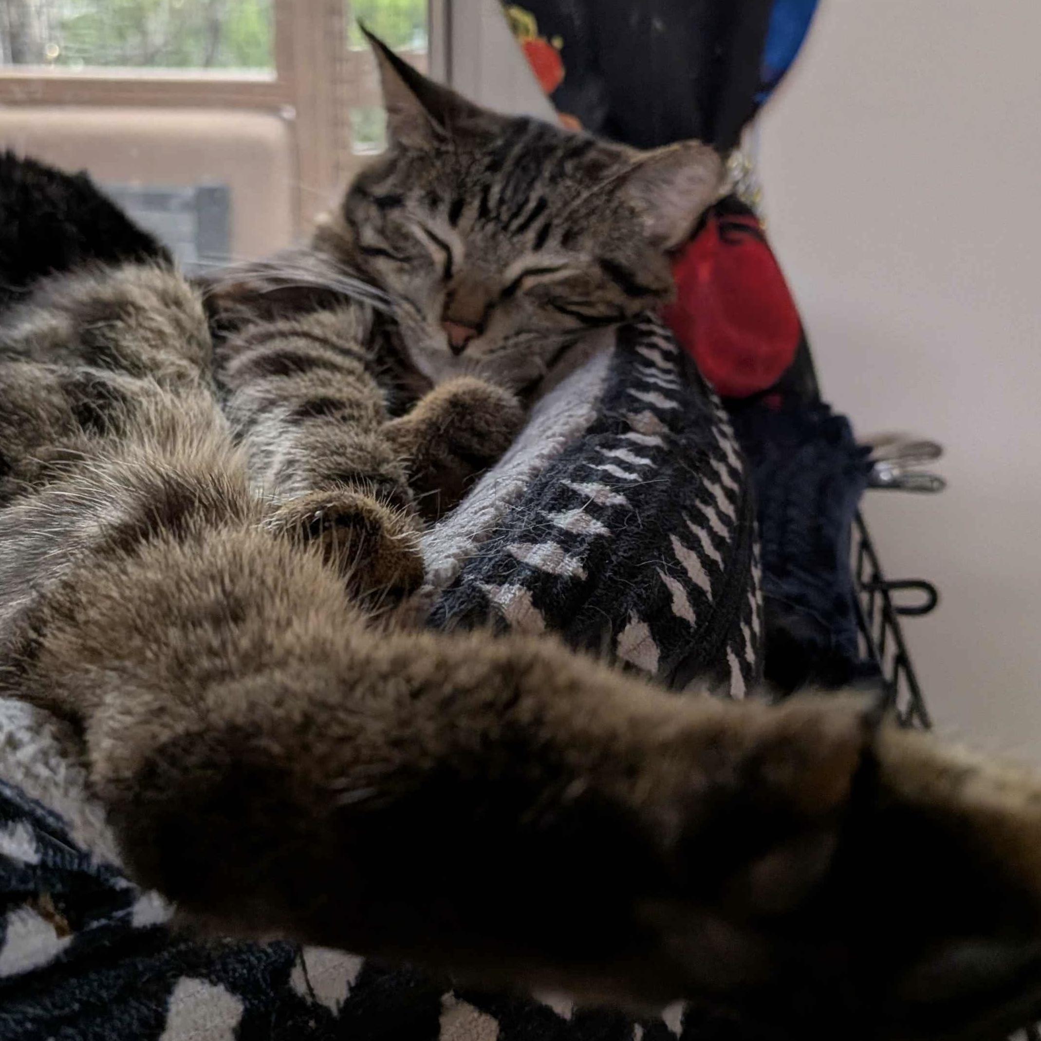 Enlarge Jem [and Filbert], a Adoptable mixed breed in Santa Fe, NM image 2/3