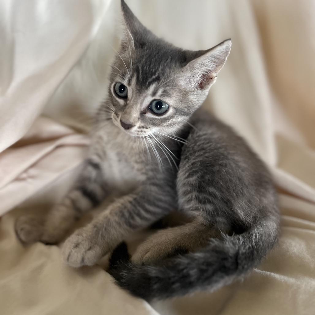Charlotte, Adoptable, Kitten Female Domestic Short Hair.