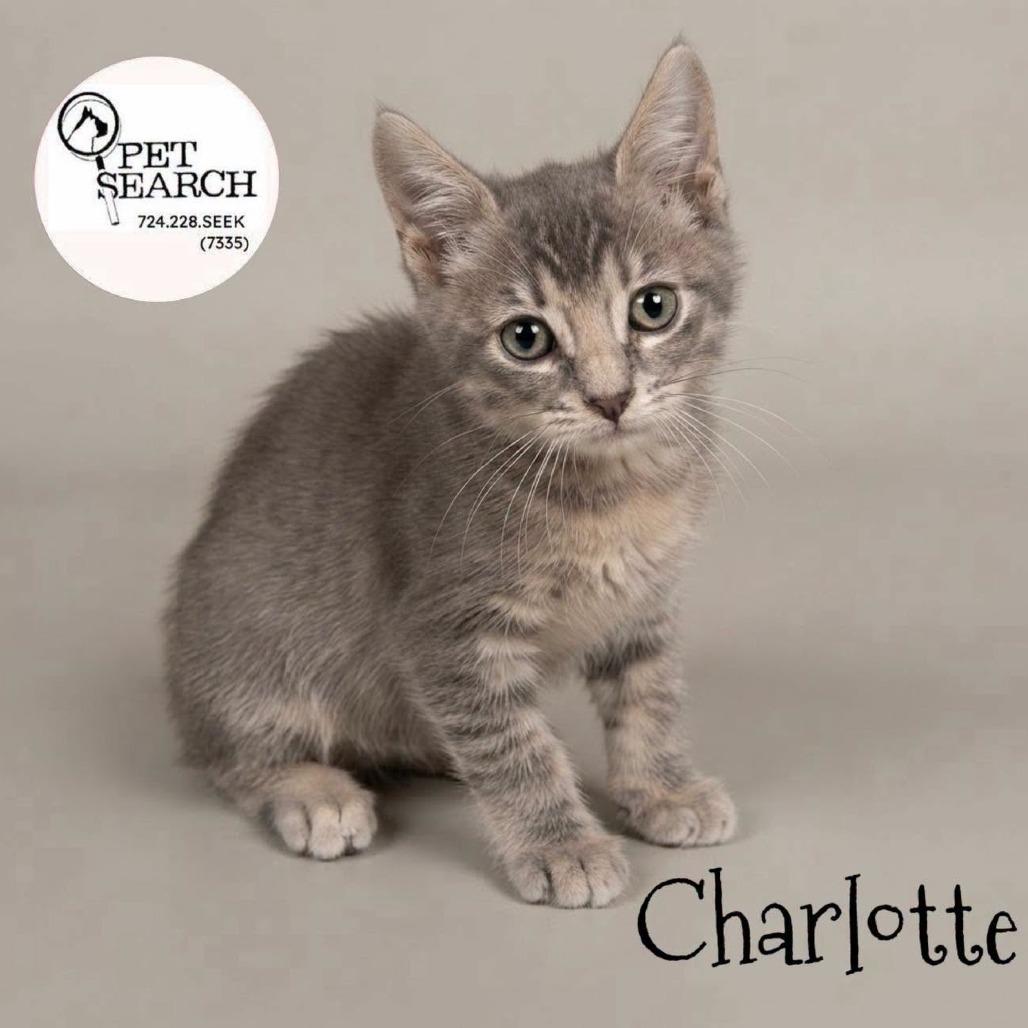 Enlarge Charlotte, a Adoptable Domestic Short Hair in Washington, PA image 2/2