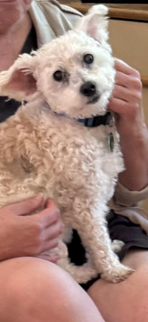 Enlarge Max, an adopted mixed breed in East Haddam, CT image 1/4