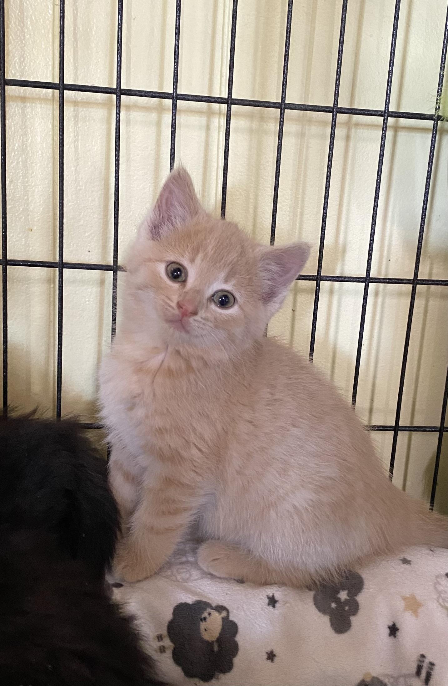 Buffy, adopted, Kitten Female Domestic Short Hair.