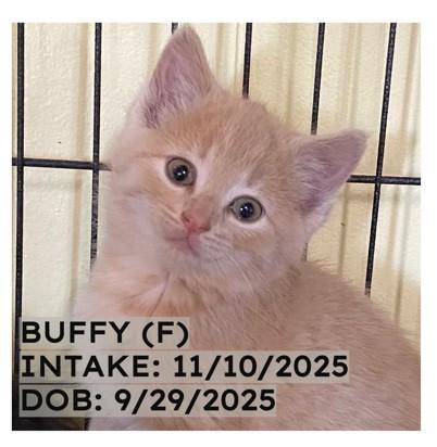 Enlarge Buffy, an adopted Domestic Short Hair in New Richmond, WI image 2/2