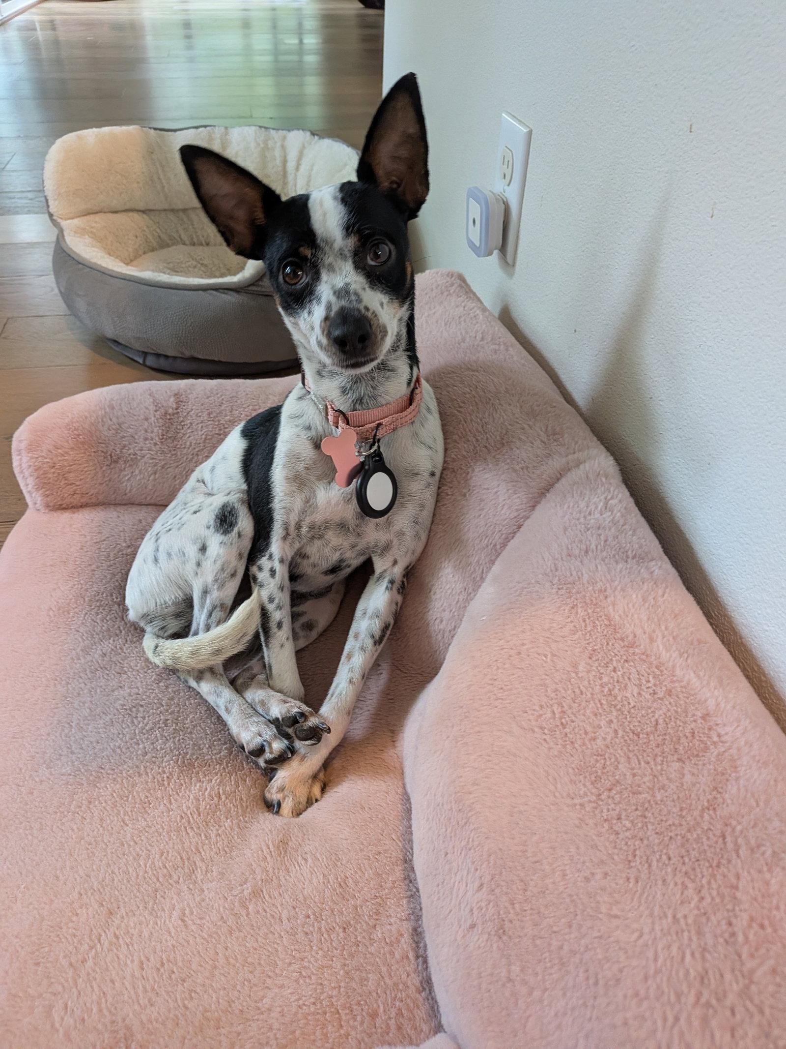 Cookie, a Adopted Chihuahua in Bothell, WA image 2/3