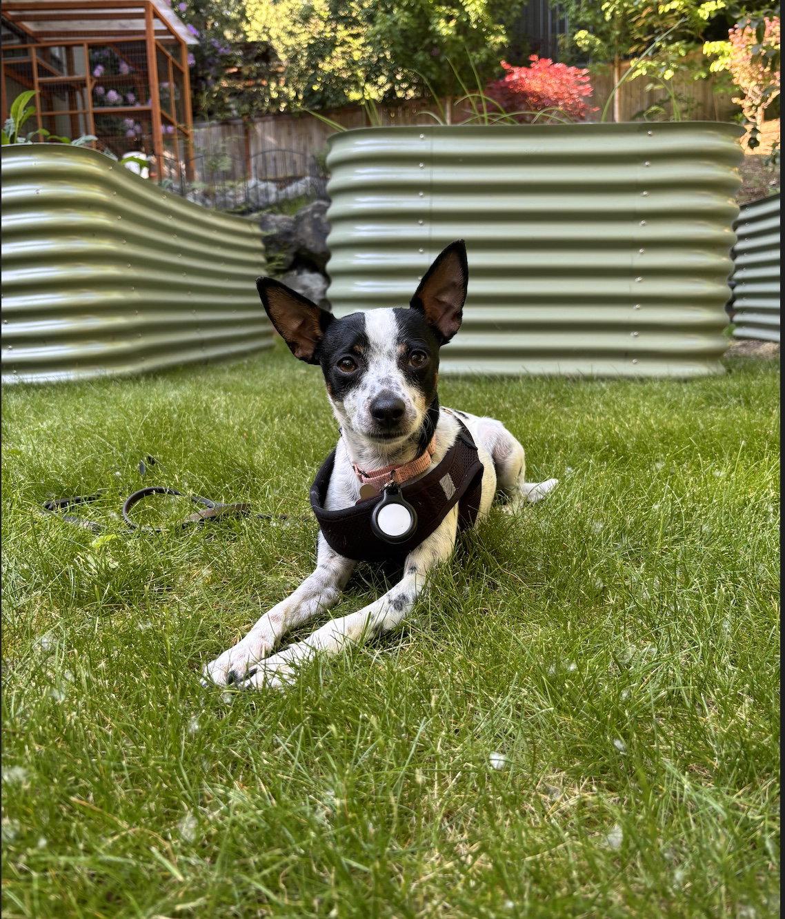 Cookie, a Adopted Chihuahua in Bothell, WA image 3/3
