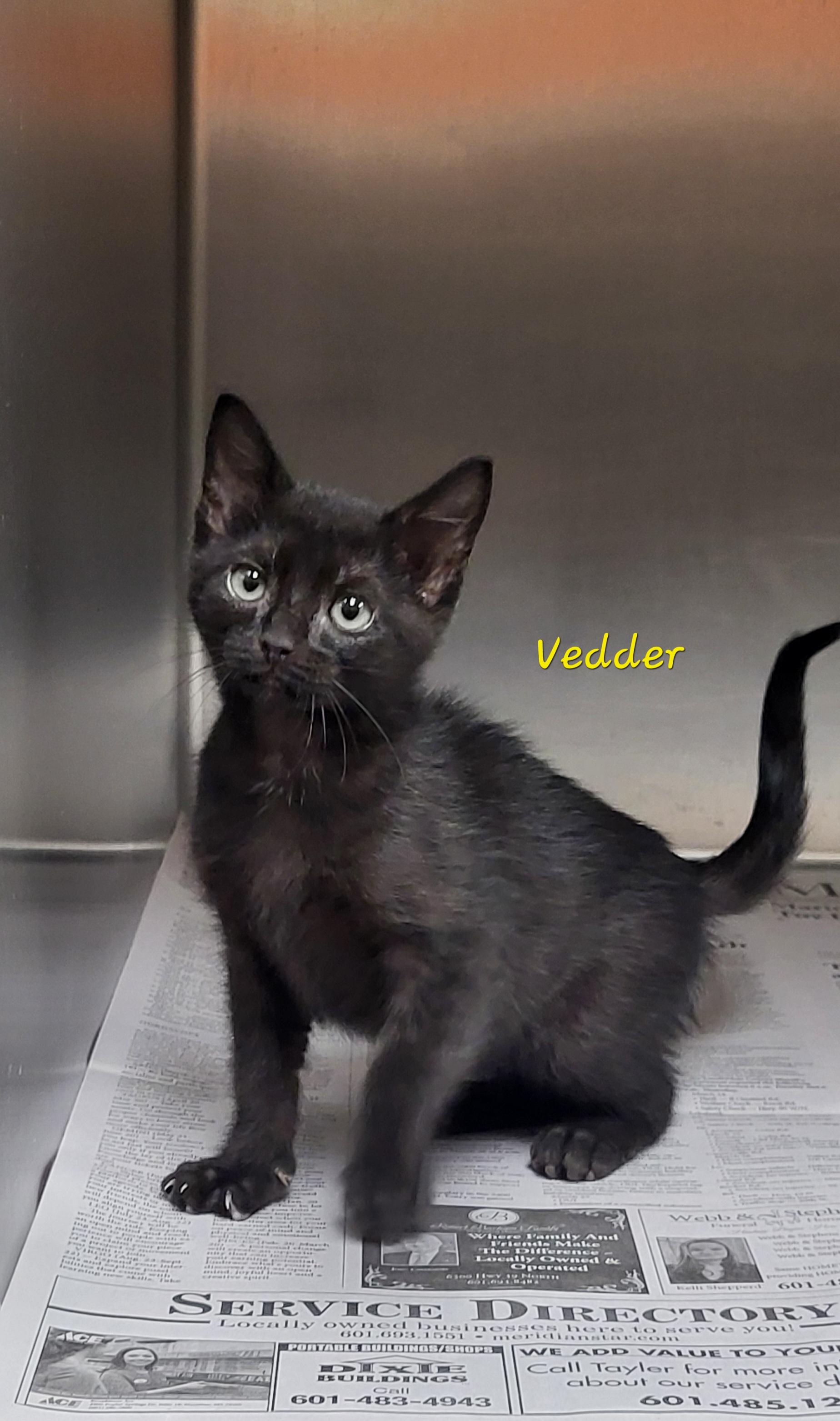 Enlarge Vedder, an adopted Domestic Short Hair in Meridian , MS image 1/1