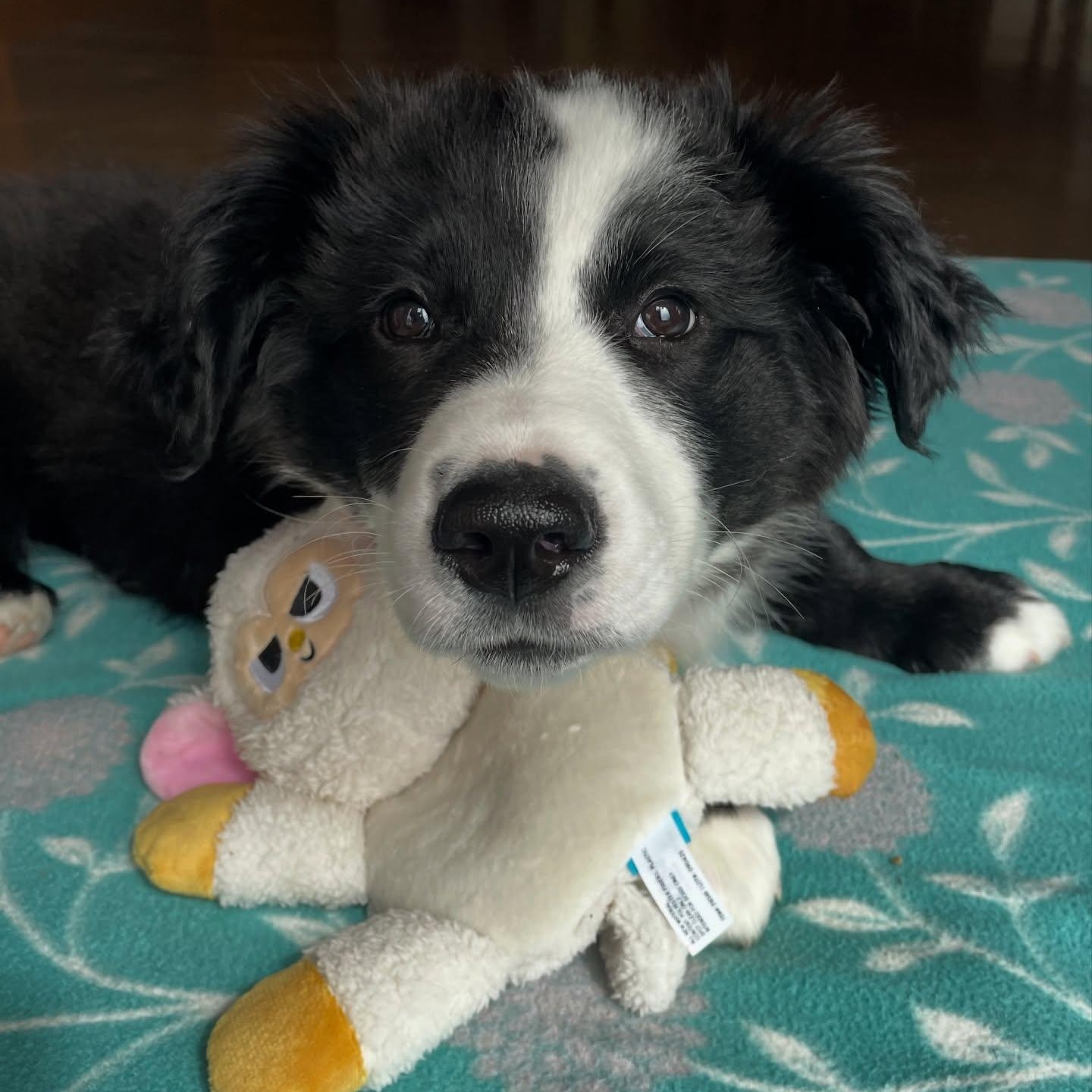 Crunchwrap, adopted, Puppy Male Border Collie & Corgi.