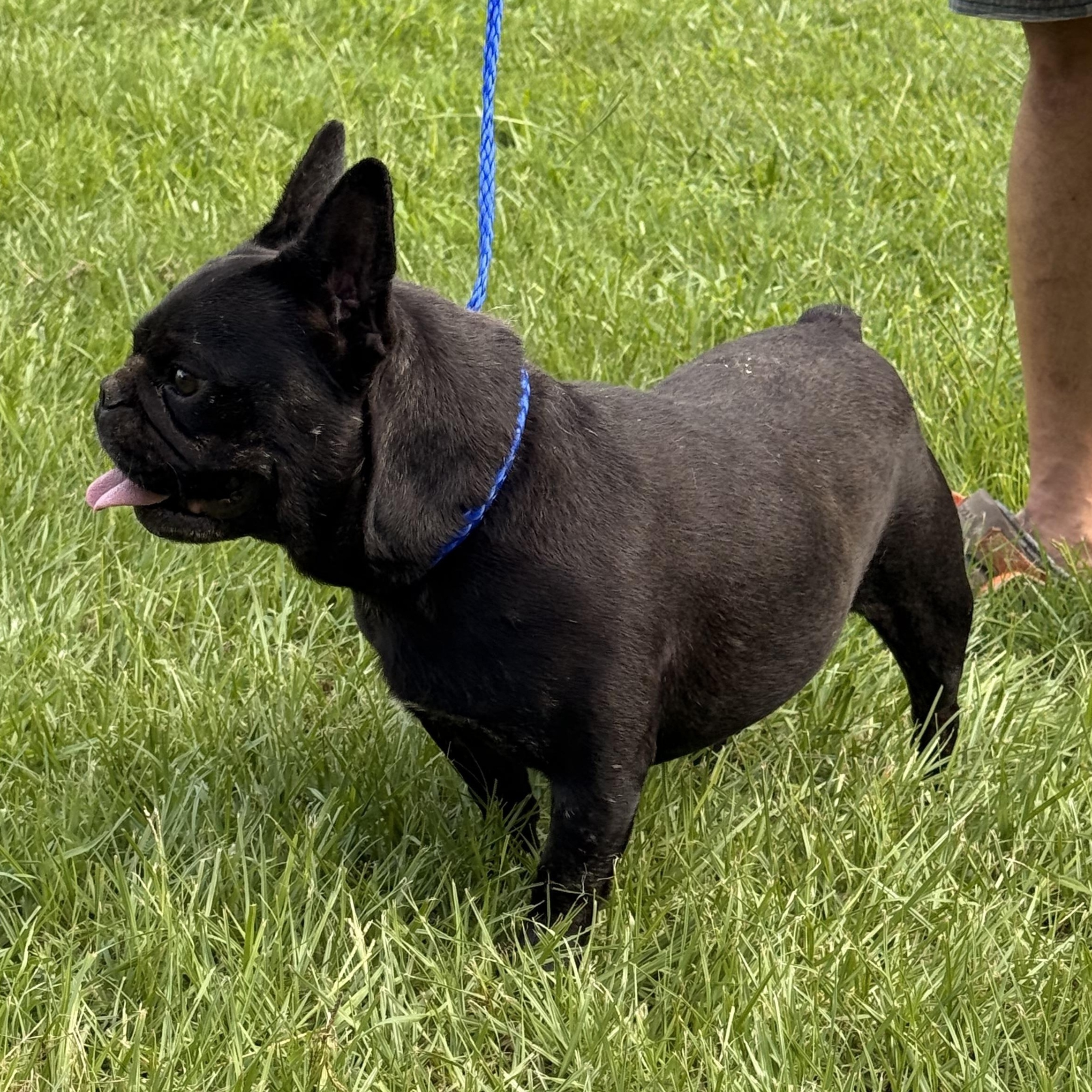 Enlarge Tyndle, a ADOPTABLE French Bulldog in Texarkana, TX image 5/6