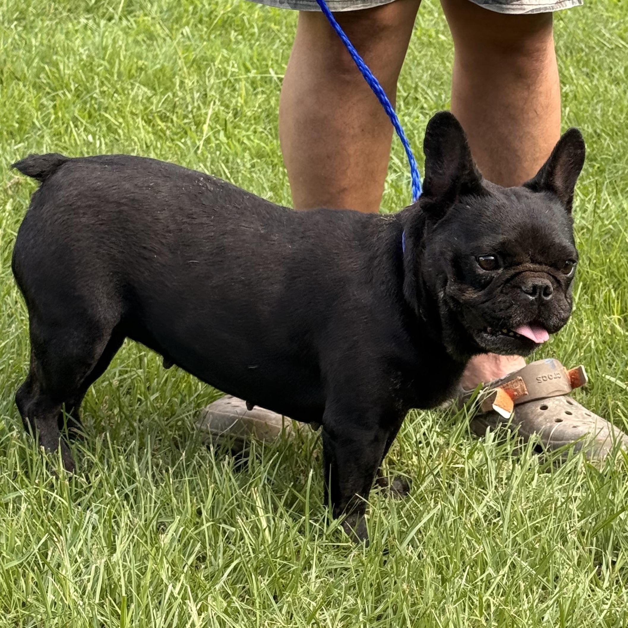 Enlarge Tyndle, a ADOPTABLE French Bulldog in Texarkana, TX image 6/6