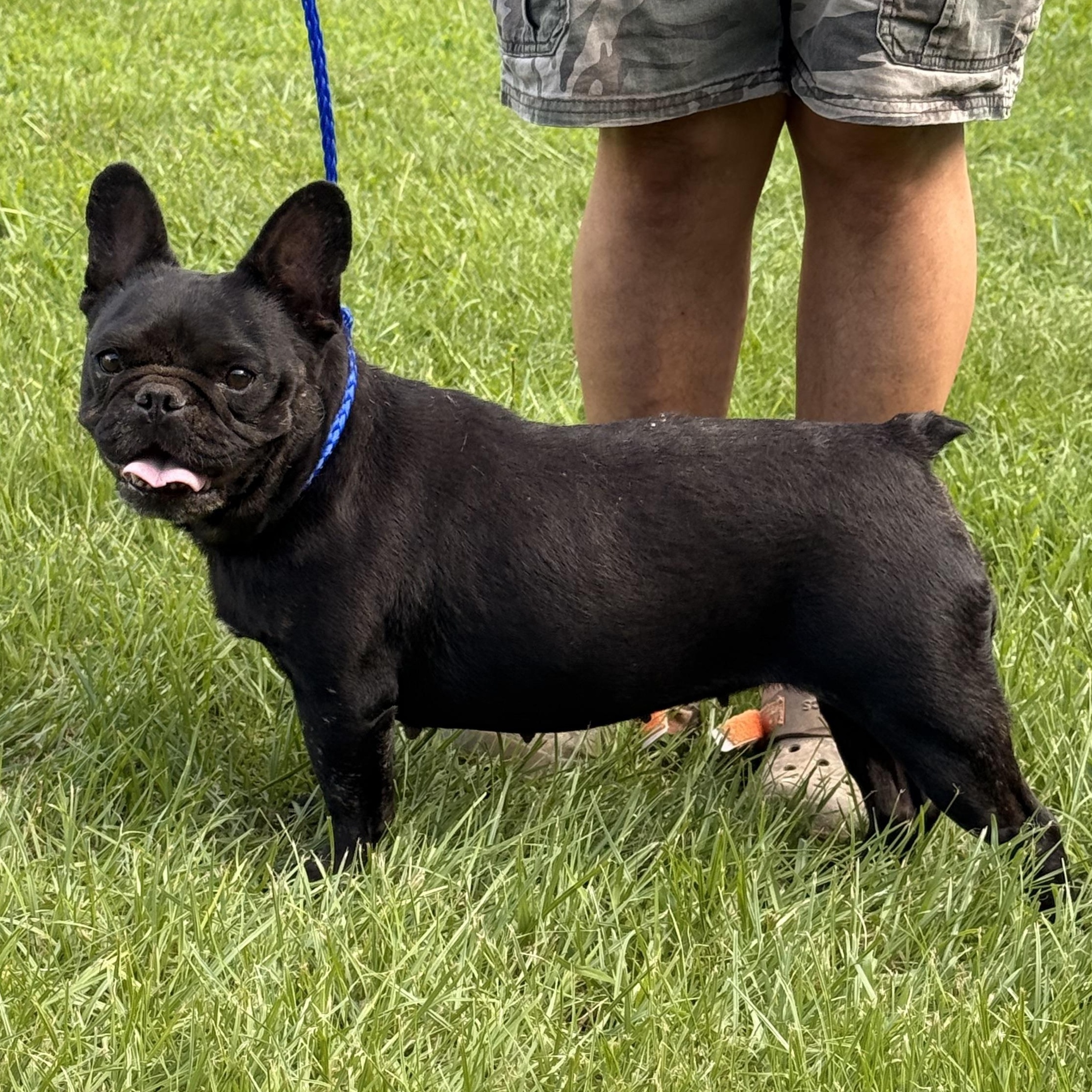 Enlarge Tyndle, a ADOPTABLE French Bulldog in Texarkana, TX image 2/6