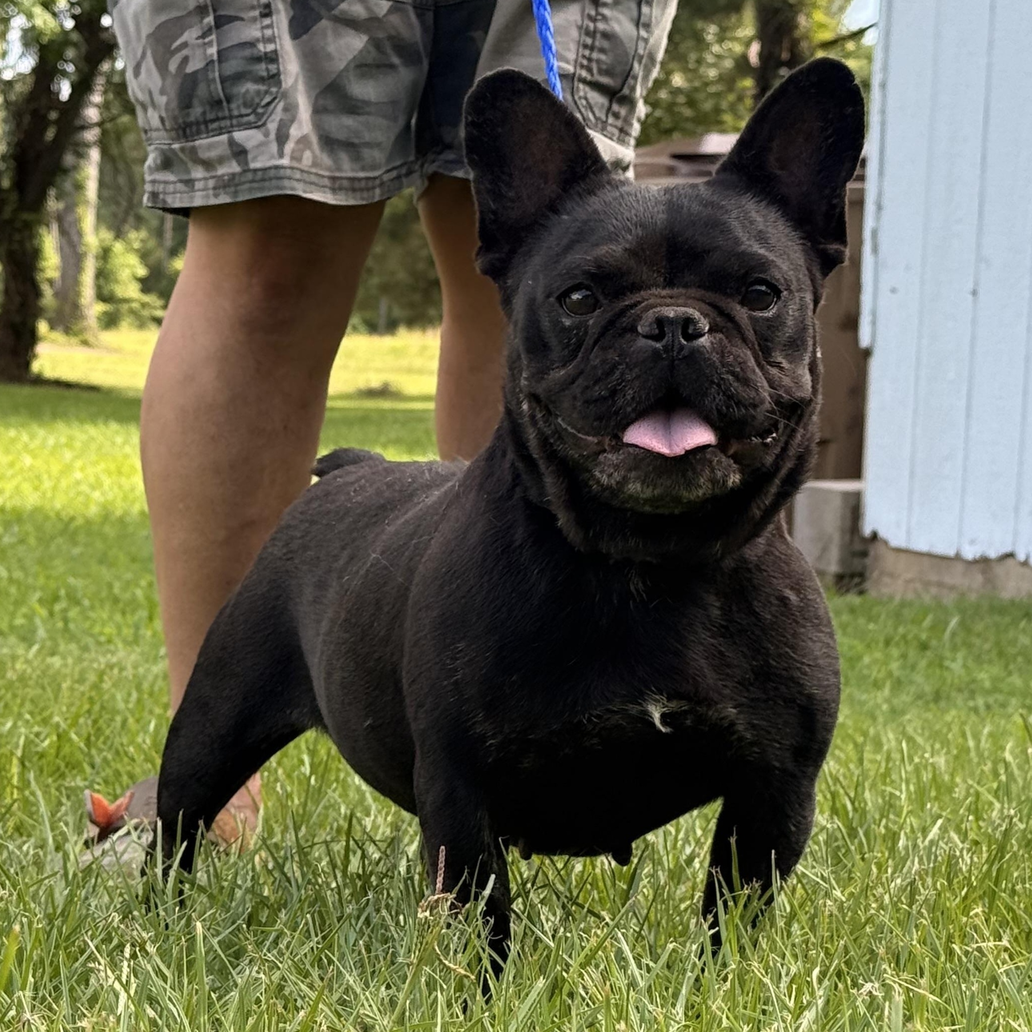 Enlarge Tyndle, a ADOPTABLE French Bulldog in Texarkana, TX image 3/6