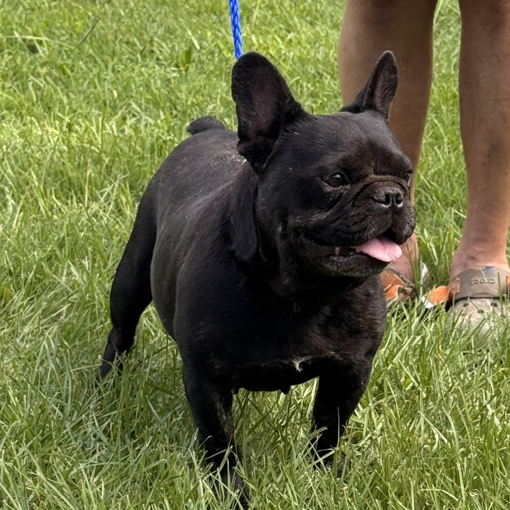 Enlarge Tyndle, a ADOPTABLE French Bulldog in Texarkana, TX image 4/6
