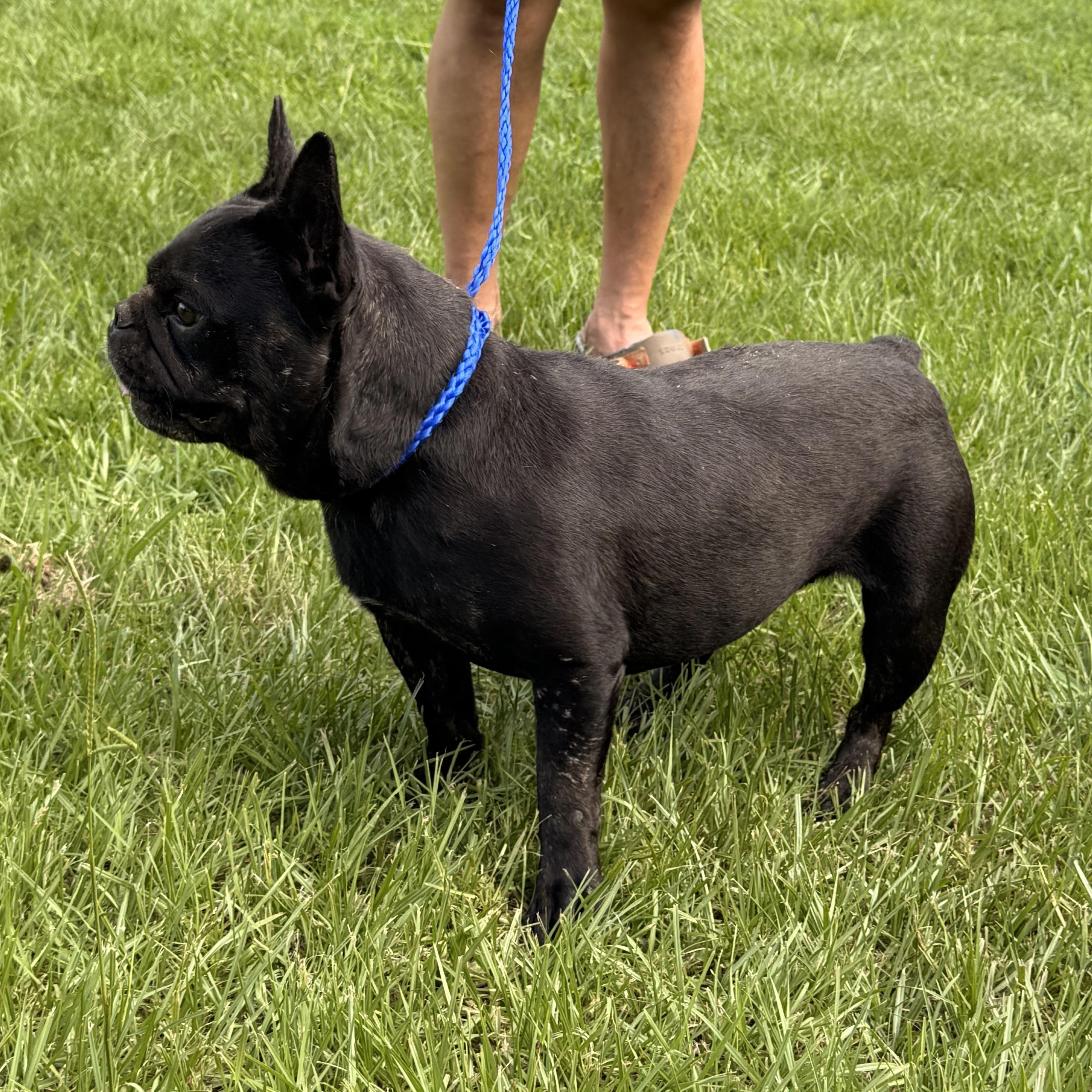 Enlarge Tyndle, a ADOPTABLE French Bulldog in Texarkana, TX image 1/6