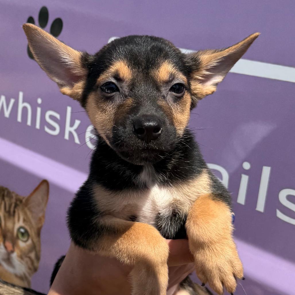 Popeye, Adoptable, Puppy Male Mixed Breed.
