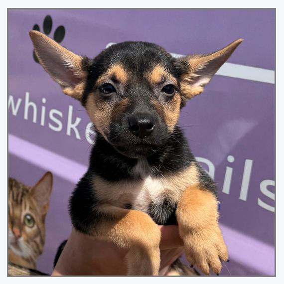 Enlarge Popeye, a Adoptable Mixed Breed in Oxford, ME image 2/2