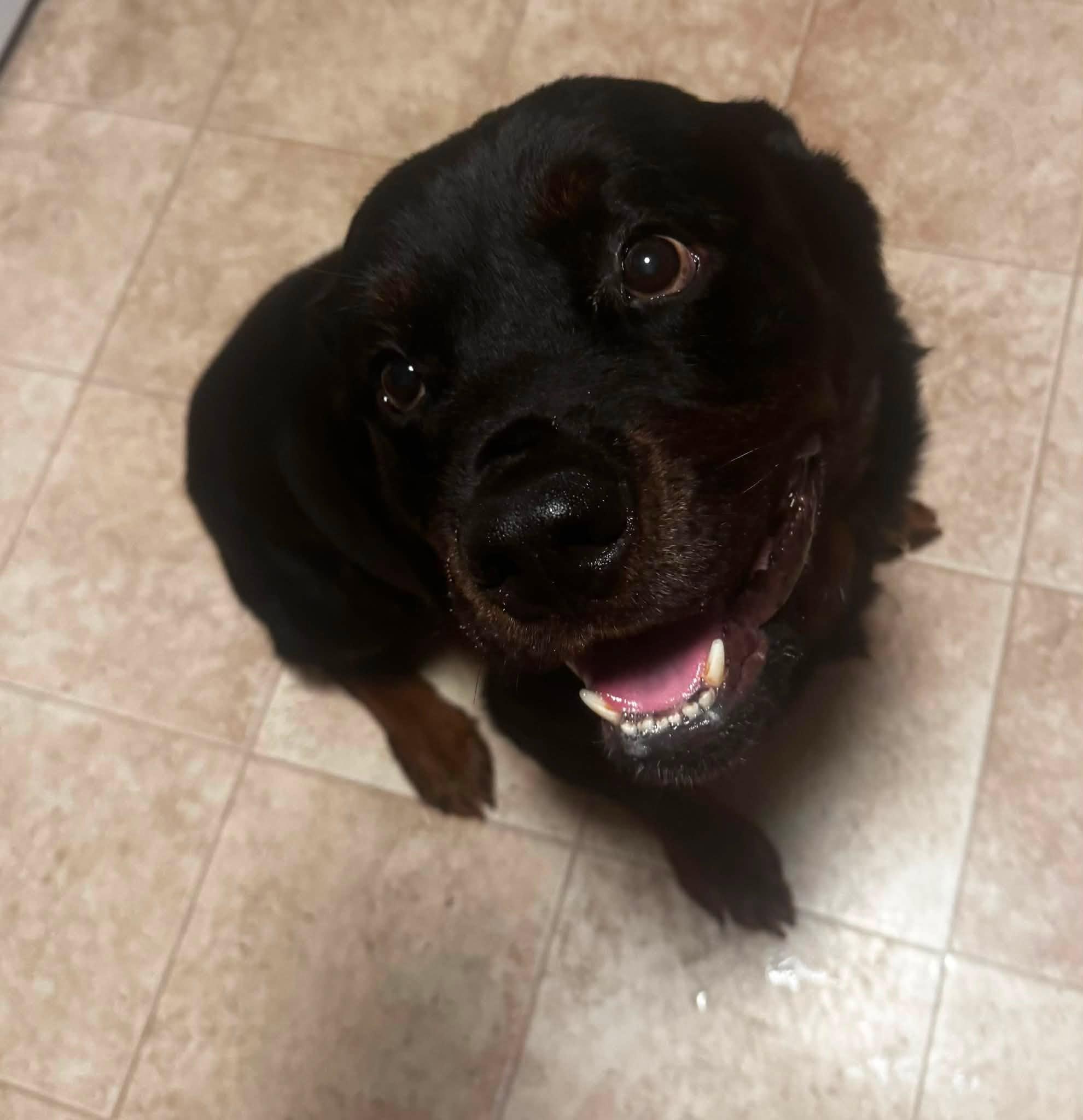 Enlarge Yoda, an adopted Rottweiler in Albany, NY image 2/2