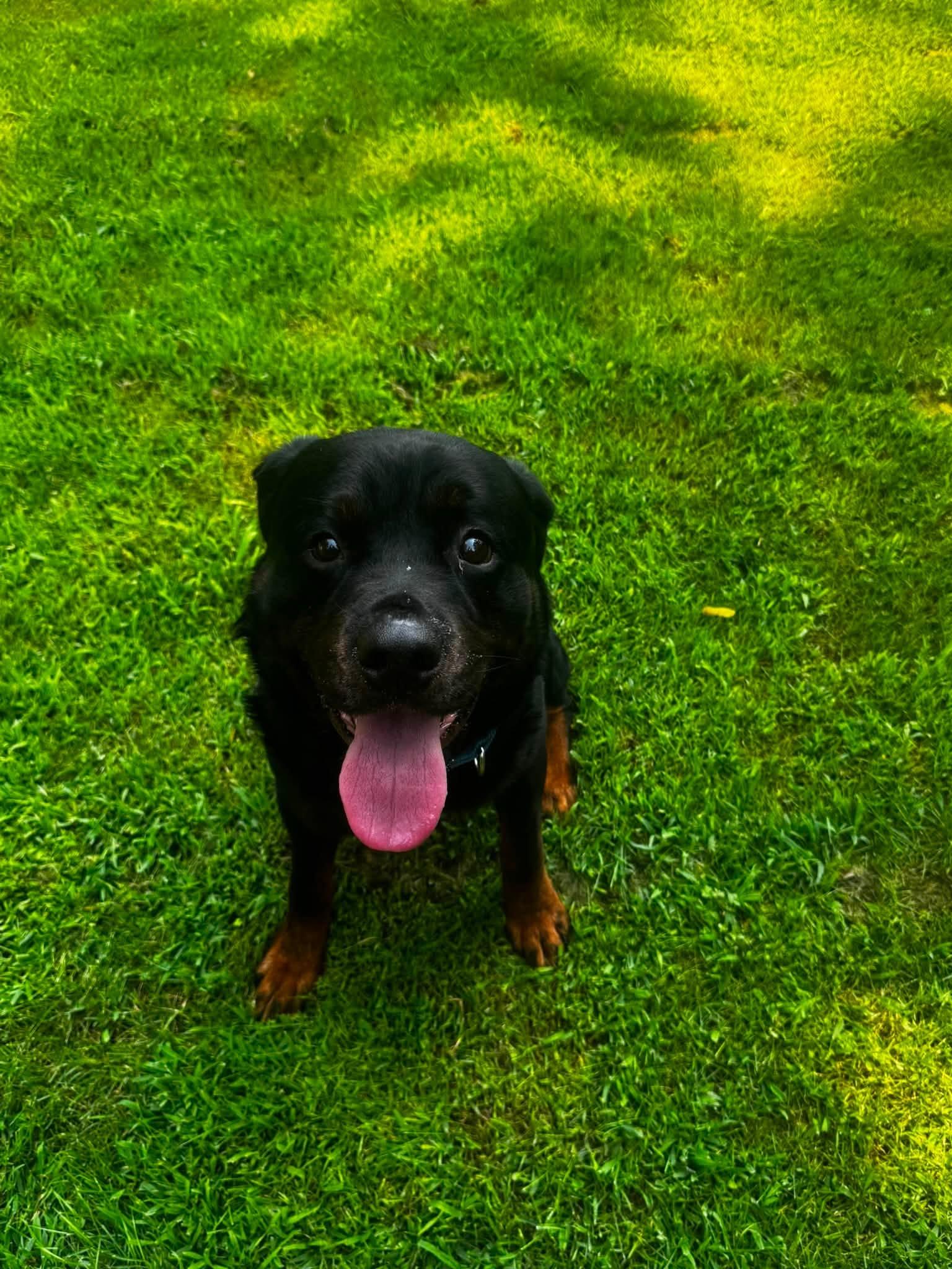 Enlarge Yoda, an adopted Rottweiler in Albany, NY image 1/2