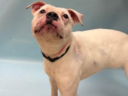 Marie, Adoptable, Adult Female Boxer & Pit Bull Terrier.