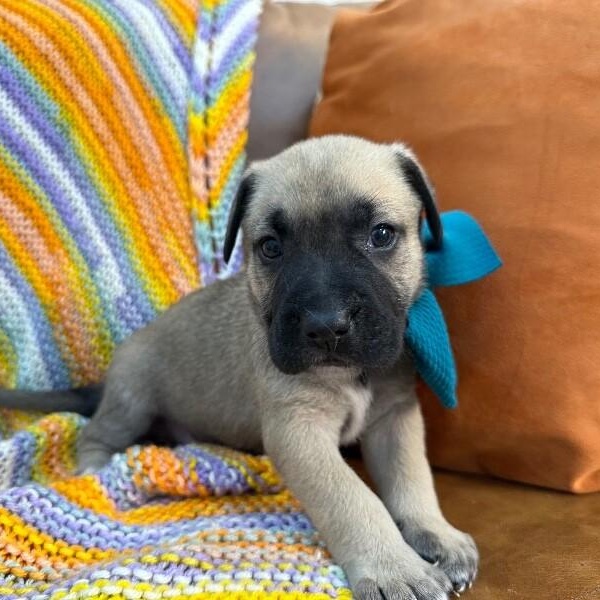 Mackinac Bridge — thumbnail 5